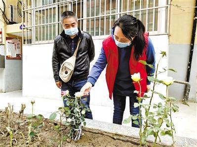 一株月季花 文明力量大——兰州安宁西路街道费家营社区创建新思维